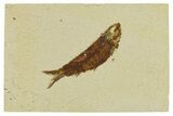 Bargain Fossil Fish (Knightia) - Wyoming #295697-1